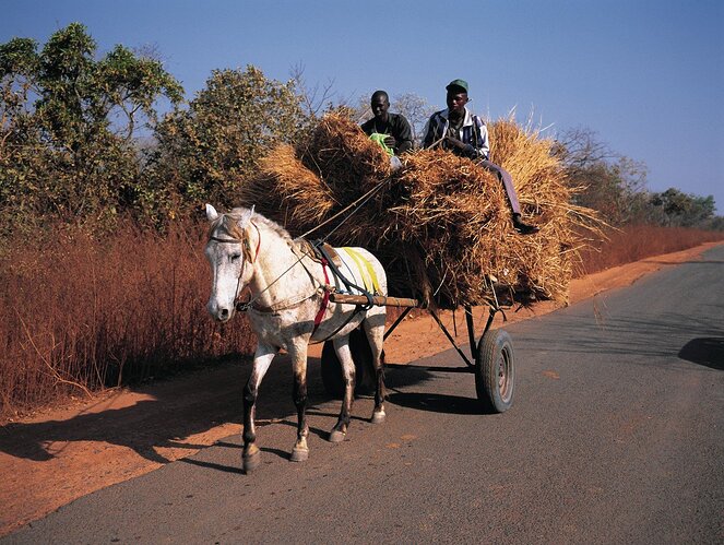 Pferdekutschen Senegal