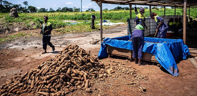 Maniok-Afrika - Ersatz für Weizenprodukte und Importe